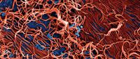 A close-up view of the Ebola virus under a microscope, displaying red, thread-like structures.